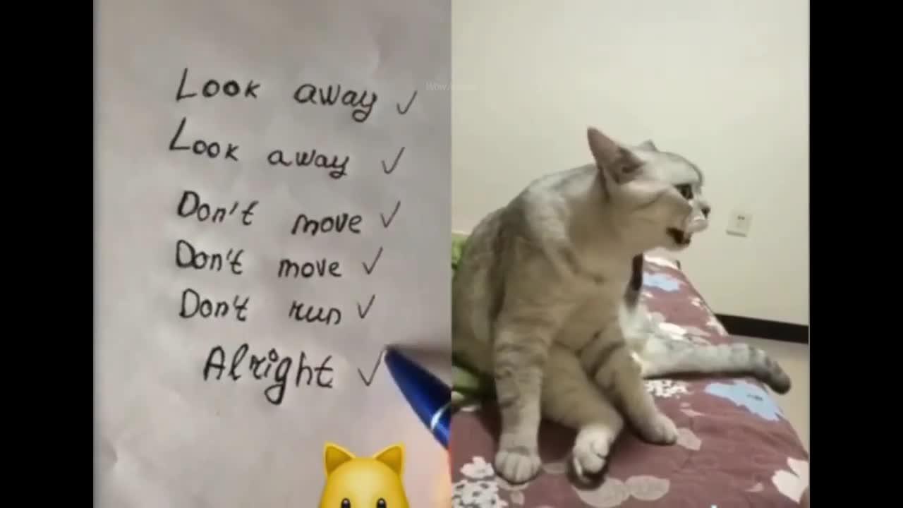 Try Not To Laugh 🔴 Cats and Dogs Can Speak English!