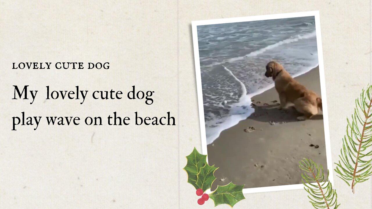 My Lovely dog play wave on the beach
