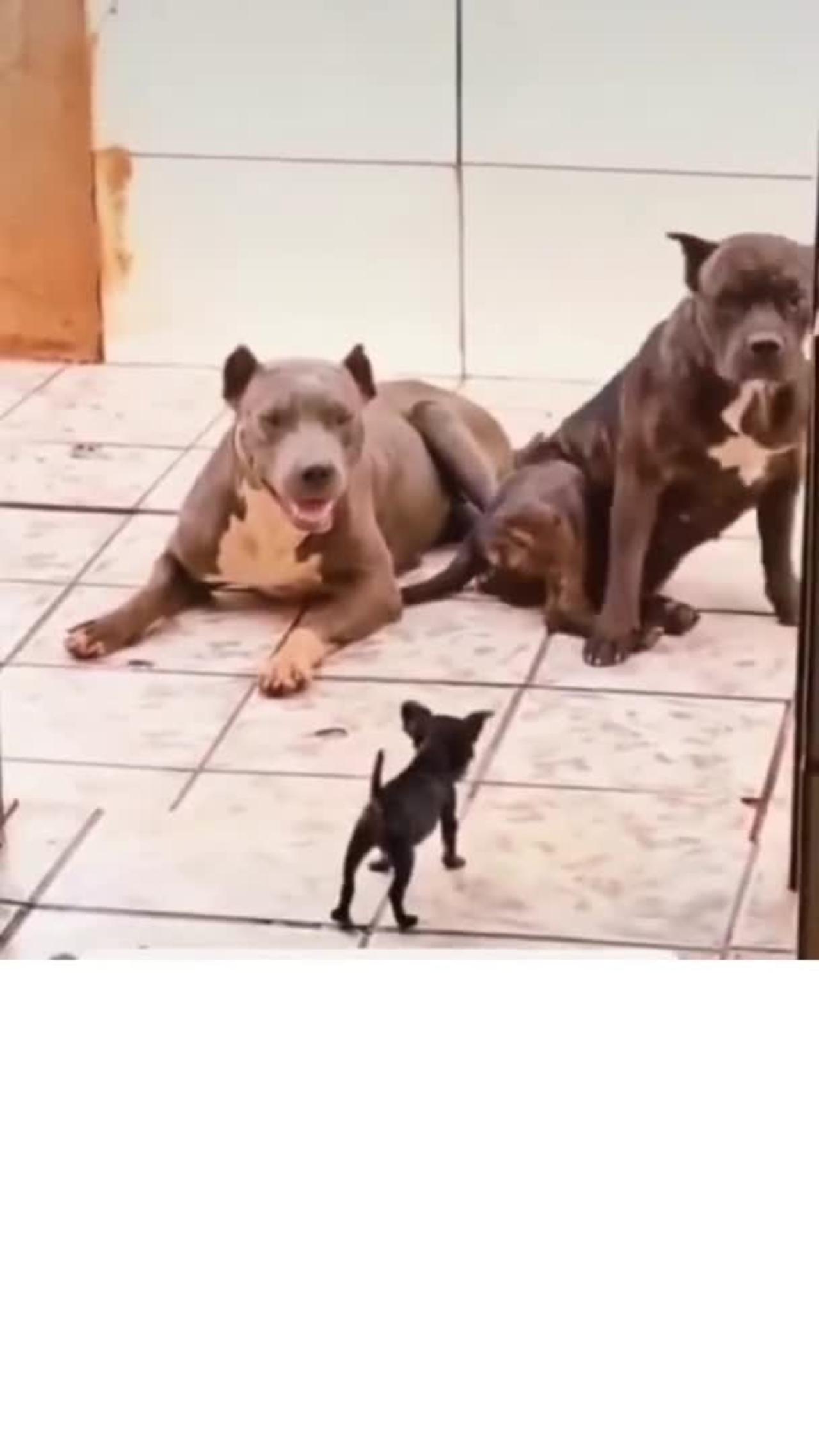 Small dog barking upon hunted dog🐕,🐕_#shorts,  and Cute DOG Videos,dog funny videos