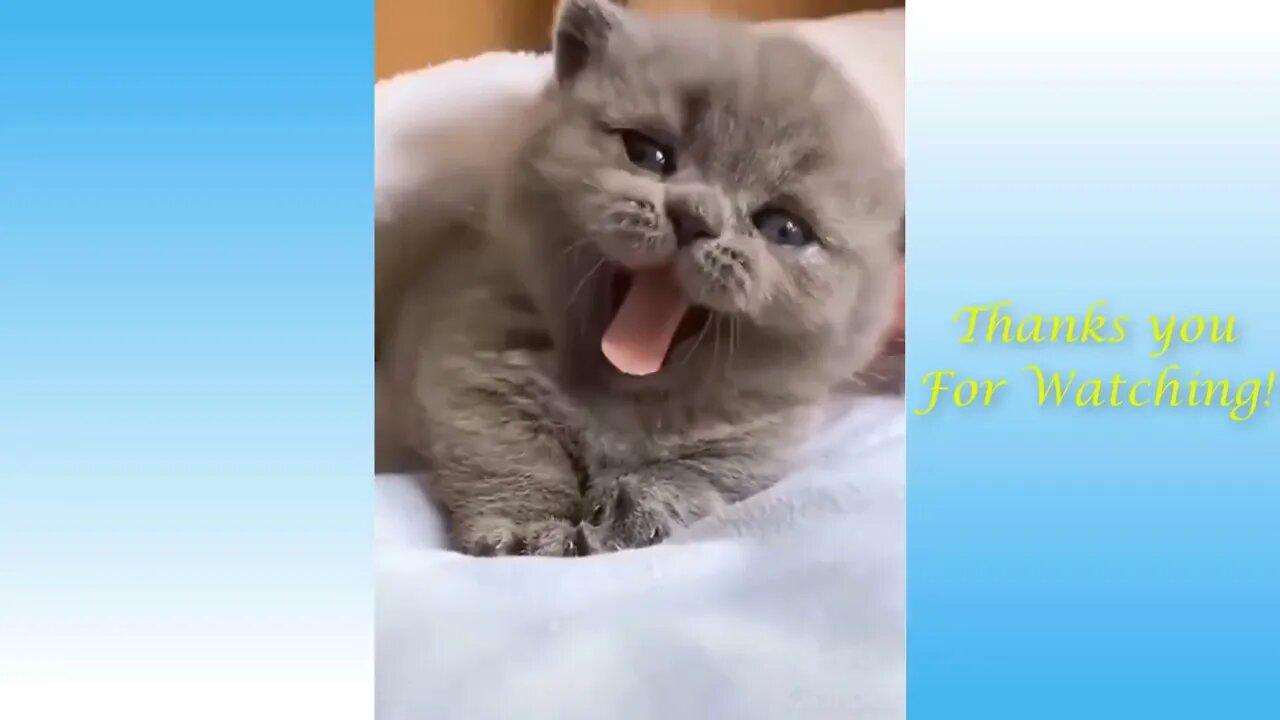 Cute Dogs &amp; Cats Funny Video Compilation