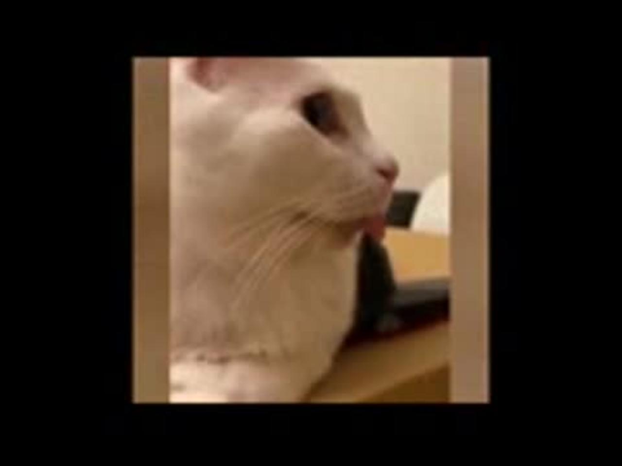 Funny animal video compilation try not to lough