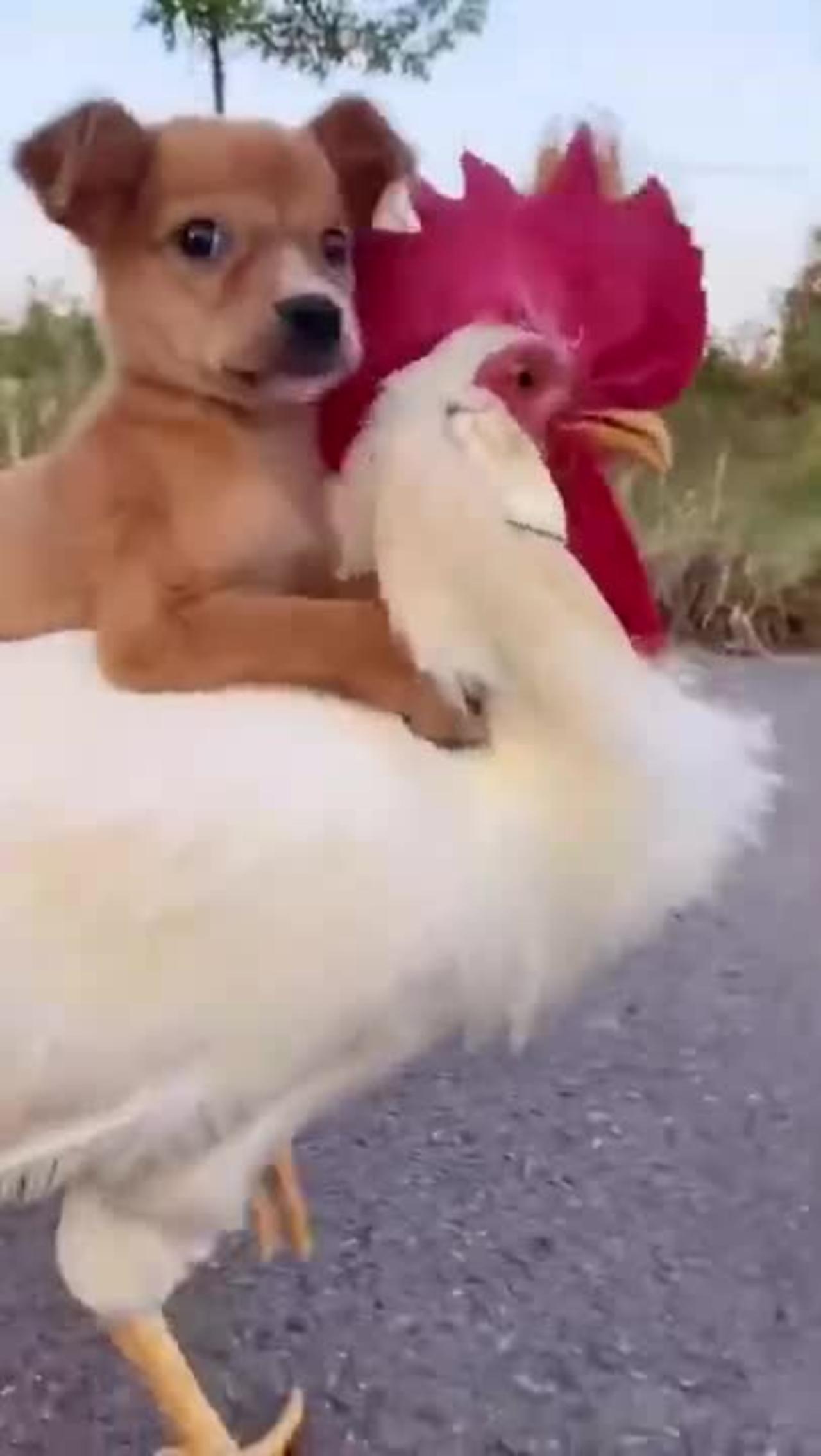 Funny cute dog 🐶 and chicken video