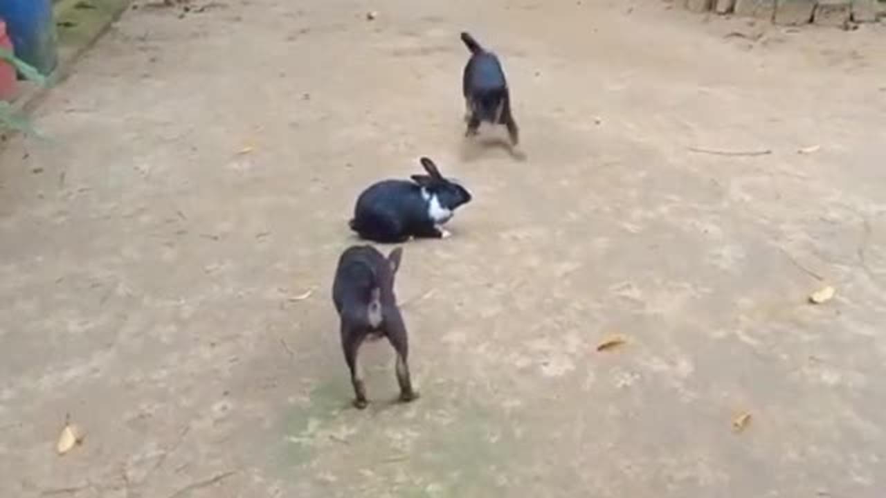 Rabbit and dogs play on very funny running around video