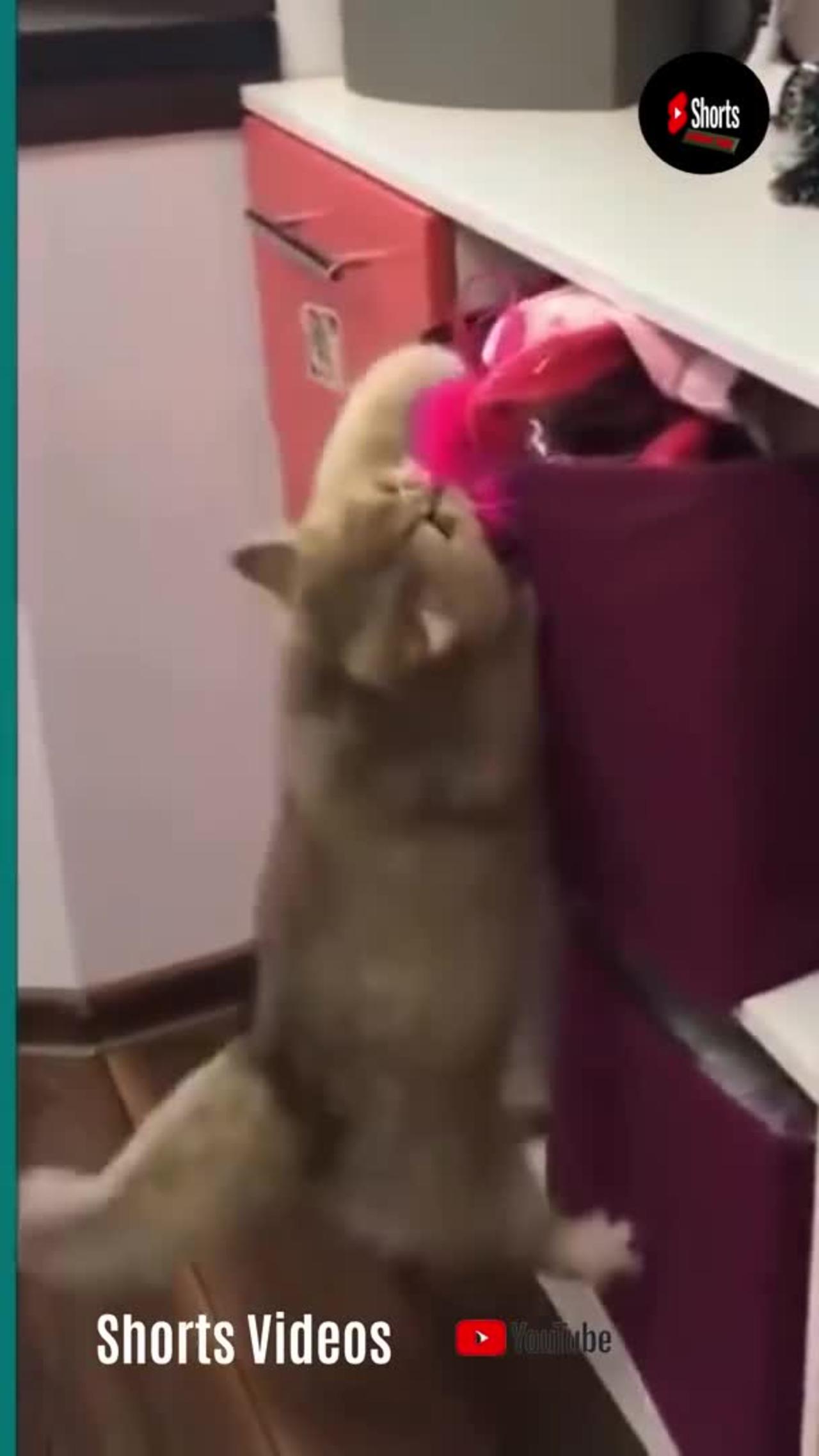 💞😆Cats and dogs fighting very funny