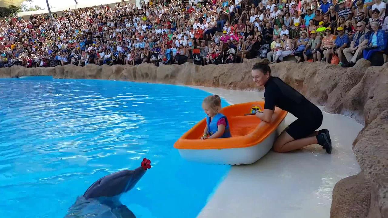 Smart dolphins Proposes To Little Girl