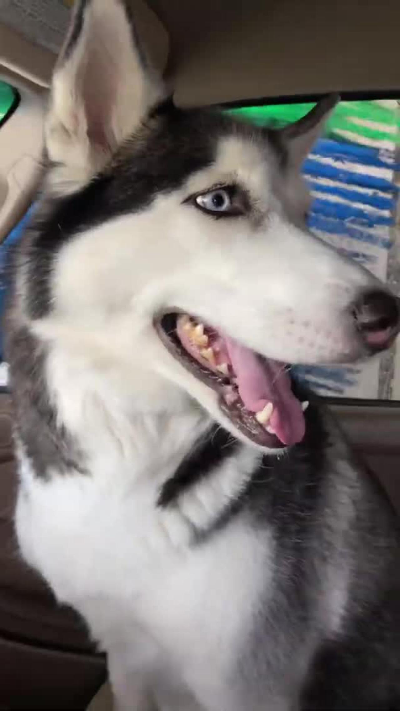 Excited Husky Goes Through A CAR WASH!!!