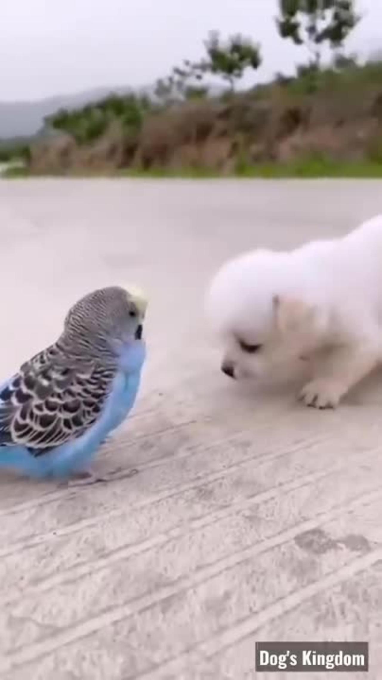 most beautiful & cute puppy & parrot