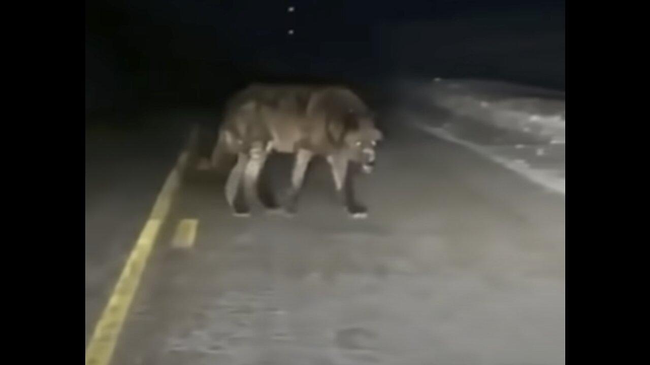 Two large wolves caught on tape