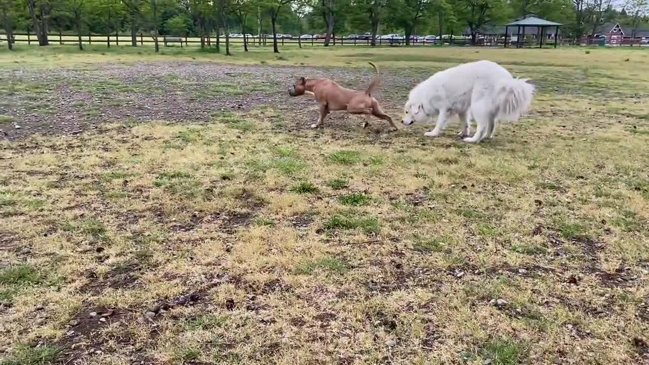 German Shepherd Attacks Pitbull Off Leash Dog Park