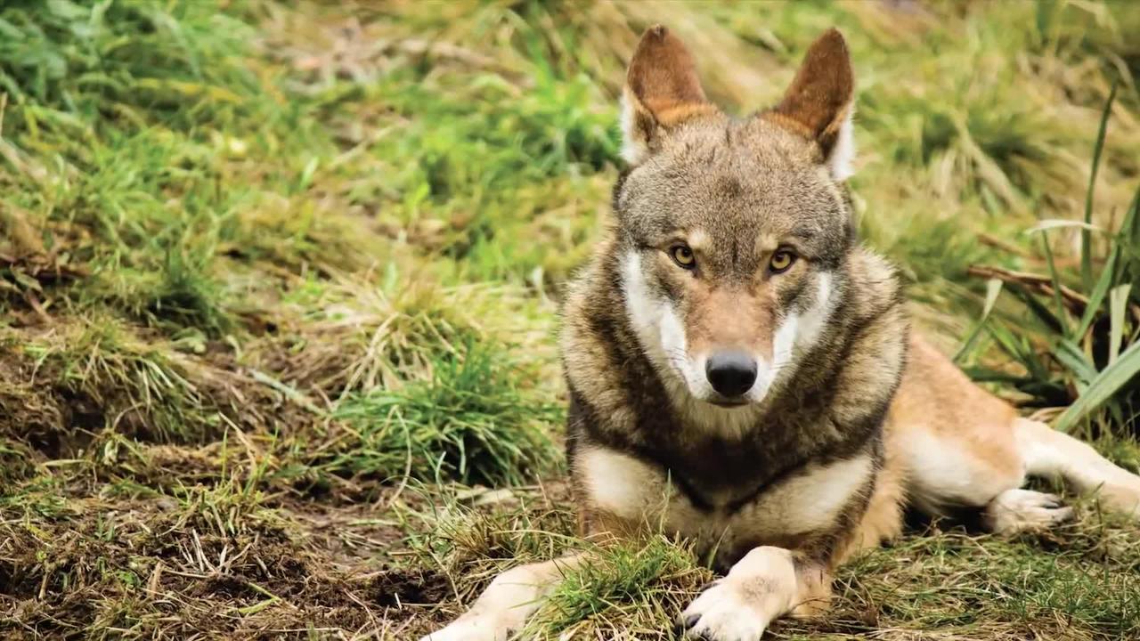 7 Most Beautiful Wolves in the World