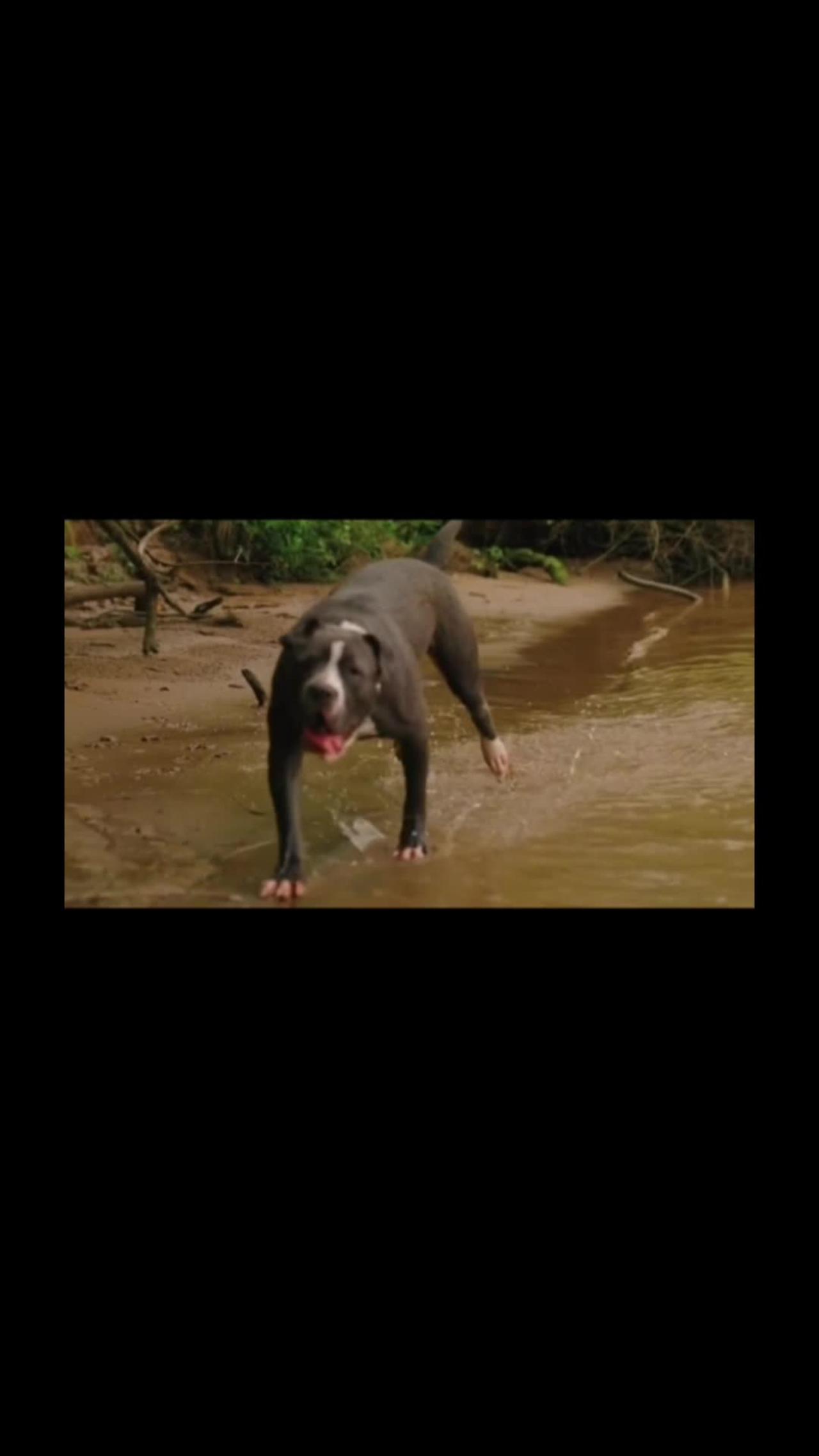 Dog funny video #shorts video animal