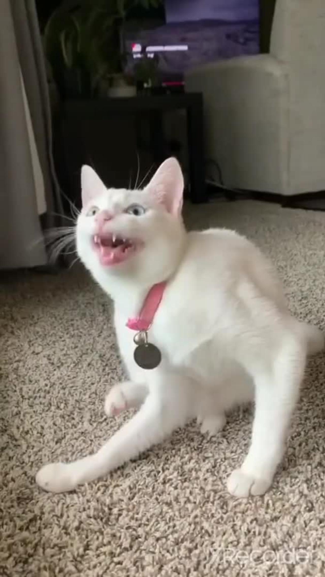 #shorts Cute cat singing Ahh ahh AHH ahuaa FUNNY VIDEO
