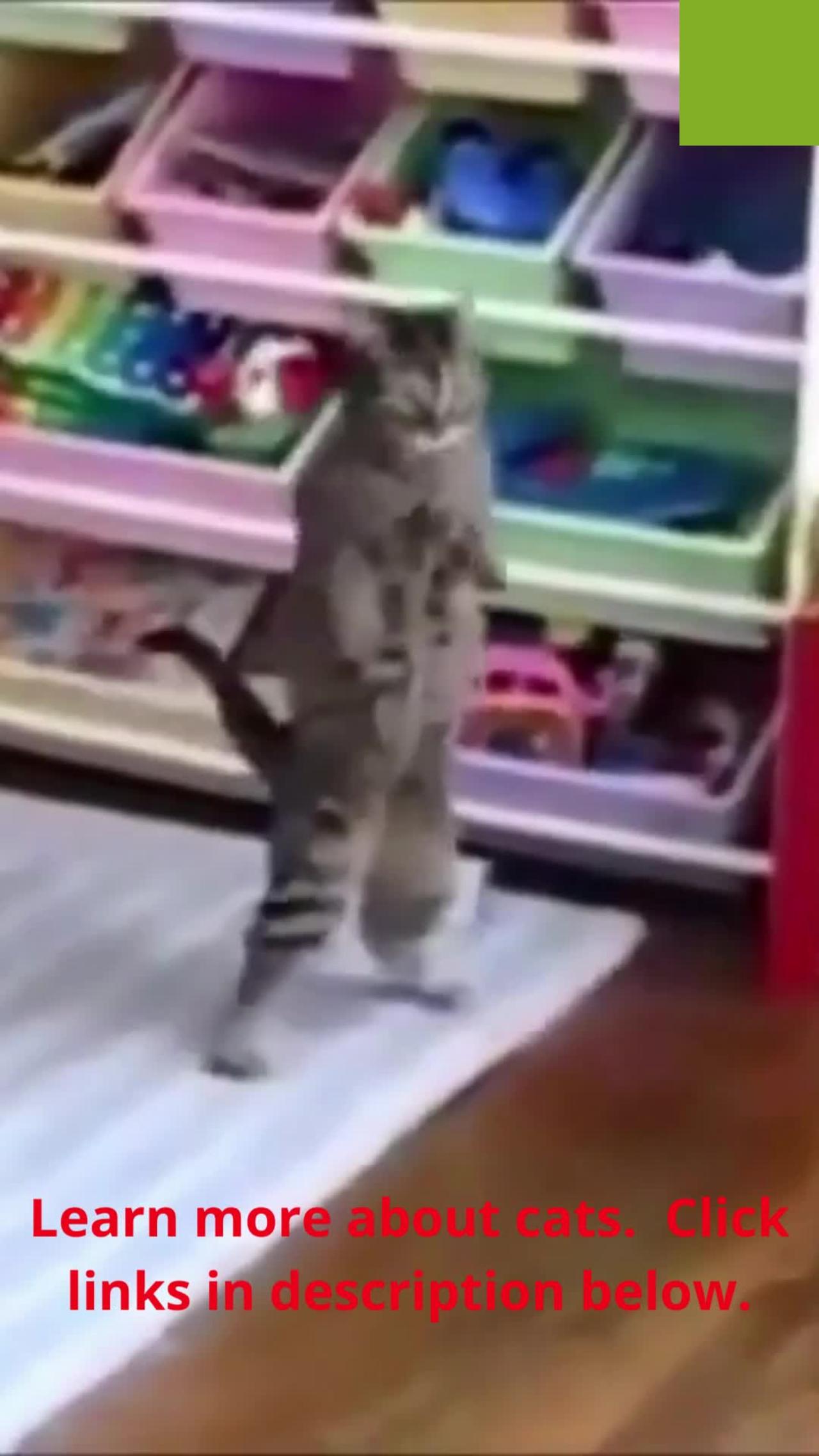 Funny Cat Dances on Hind Legs - Very Cute #shorts