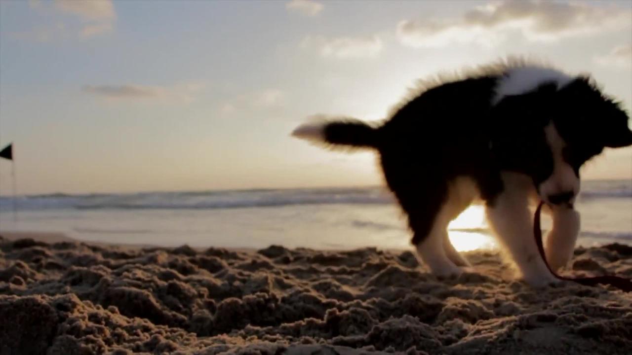 Most beautiful dog video must watch