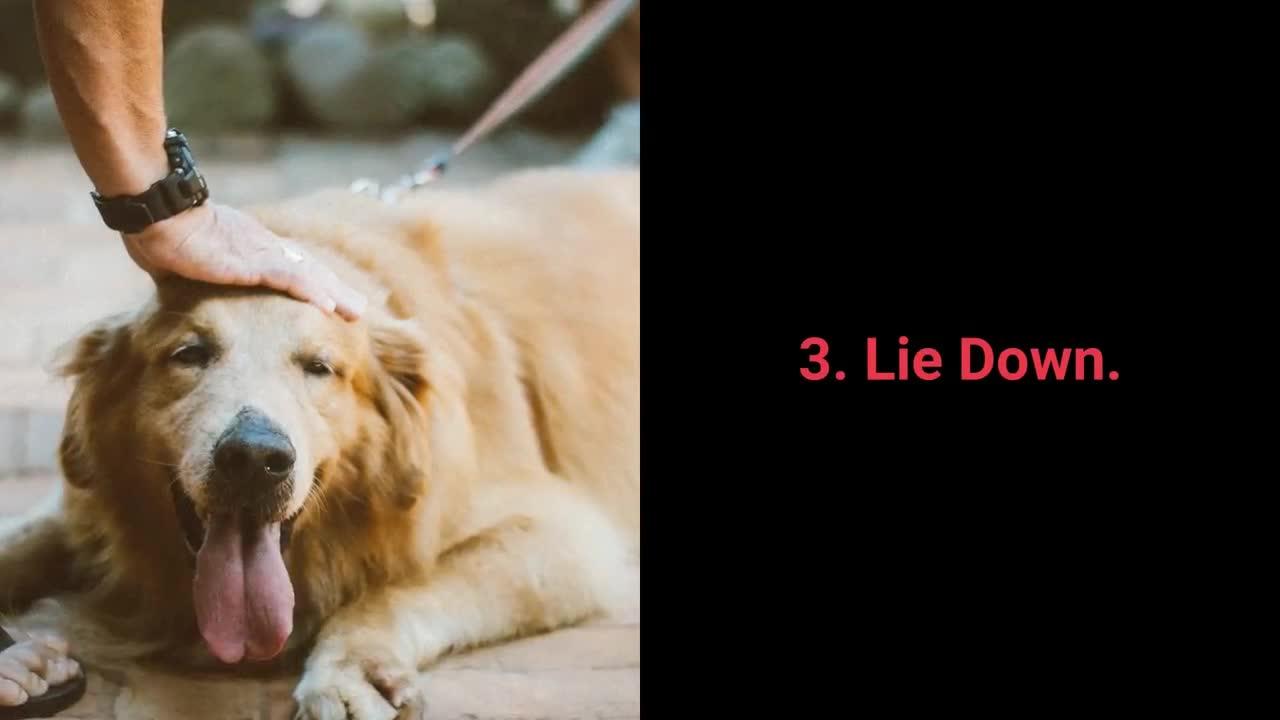 Basic dog training - Top 10 Essential commands every dog should know!