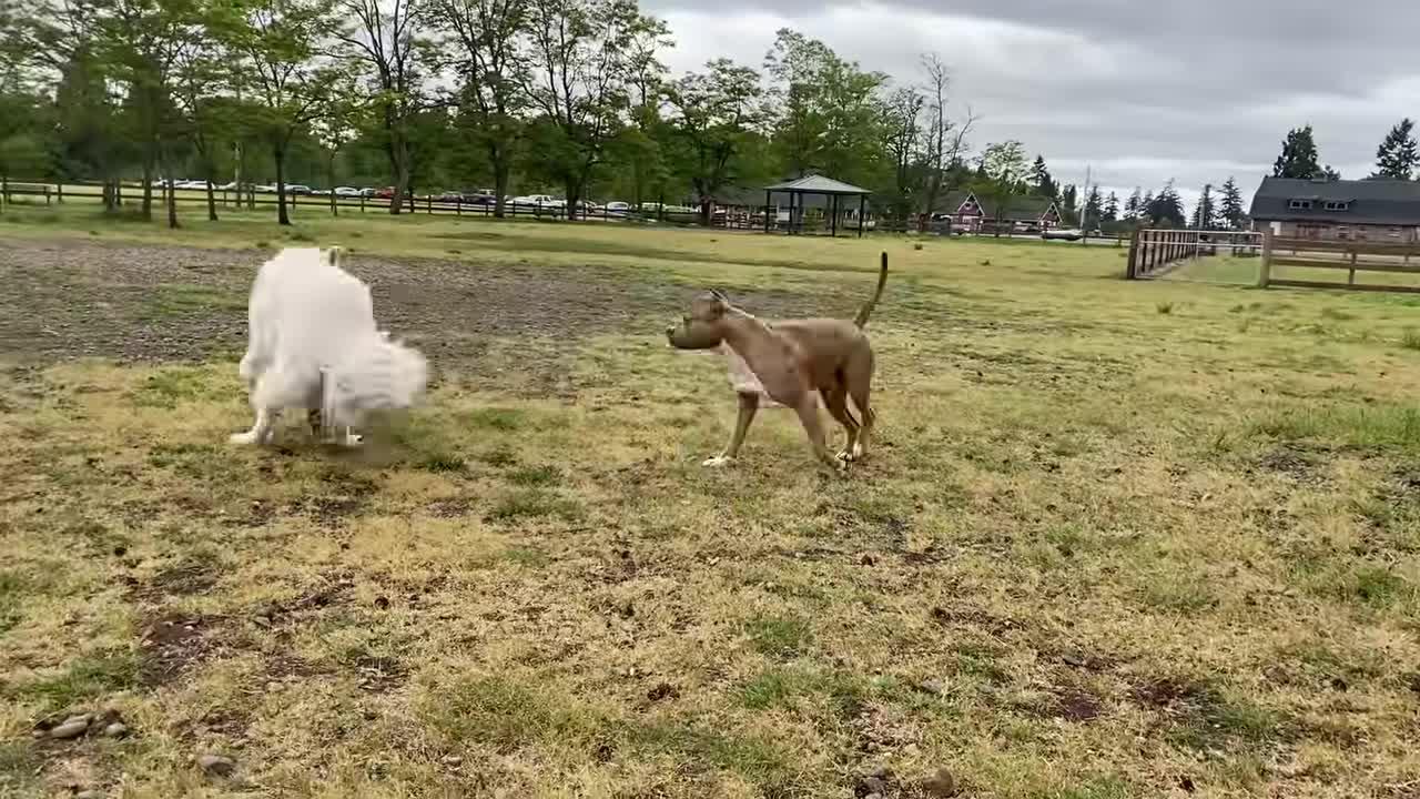 German Shepherd Attacks a Pitbull [OFF LEASH DOG PARK] Part 1