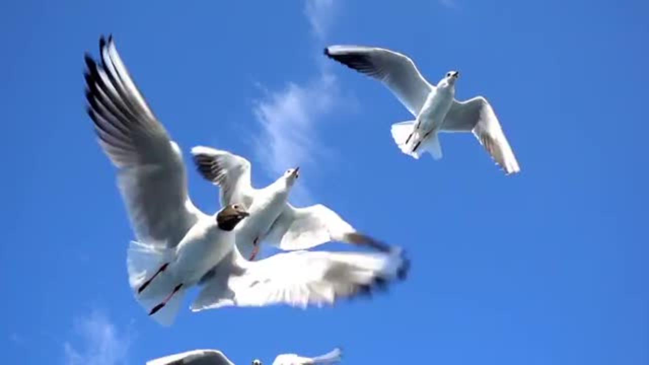 Seagull catching food