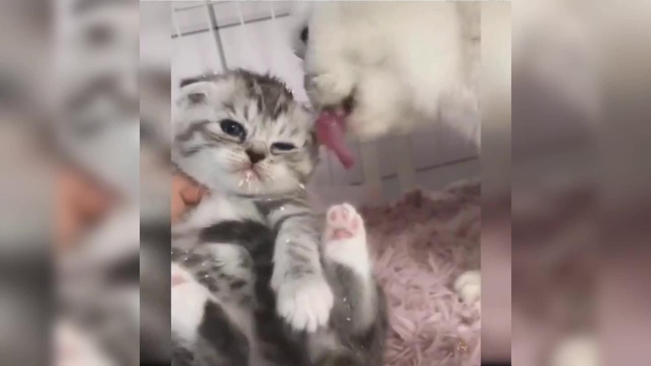 Baby Cats - Cute and Funny Baby Cat Videos Compilation (13)