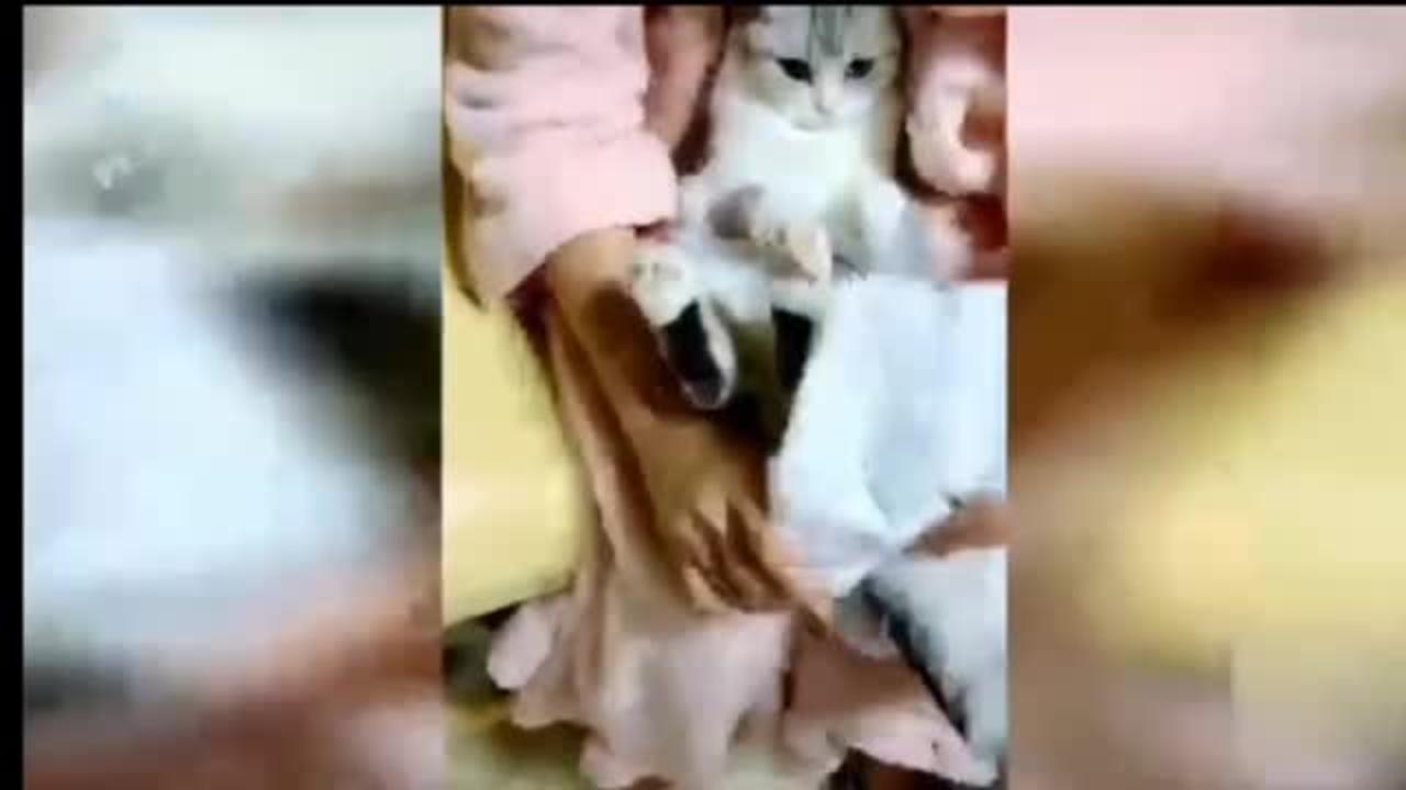 Funny 🐱 Cat pets animal/omg Cats funny moments