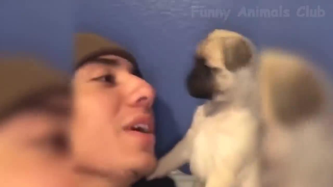 Funniest Cat and Dogs video that will make you die with laughter all day :D