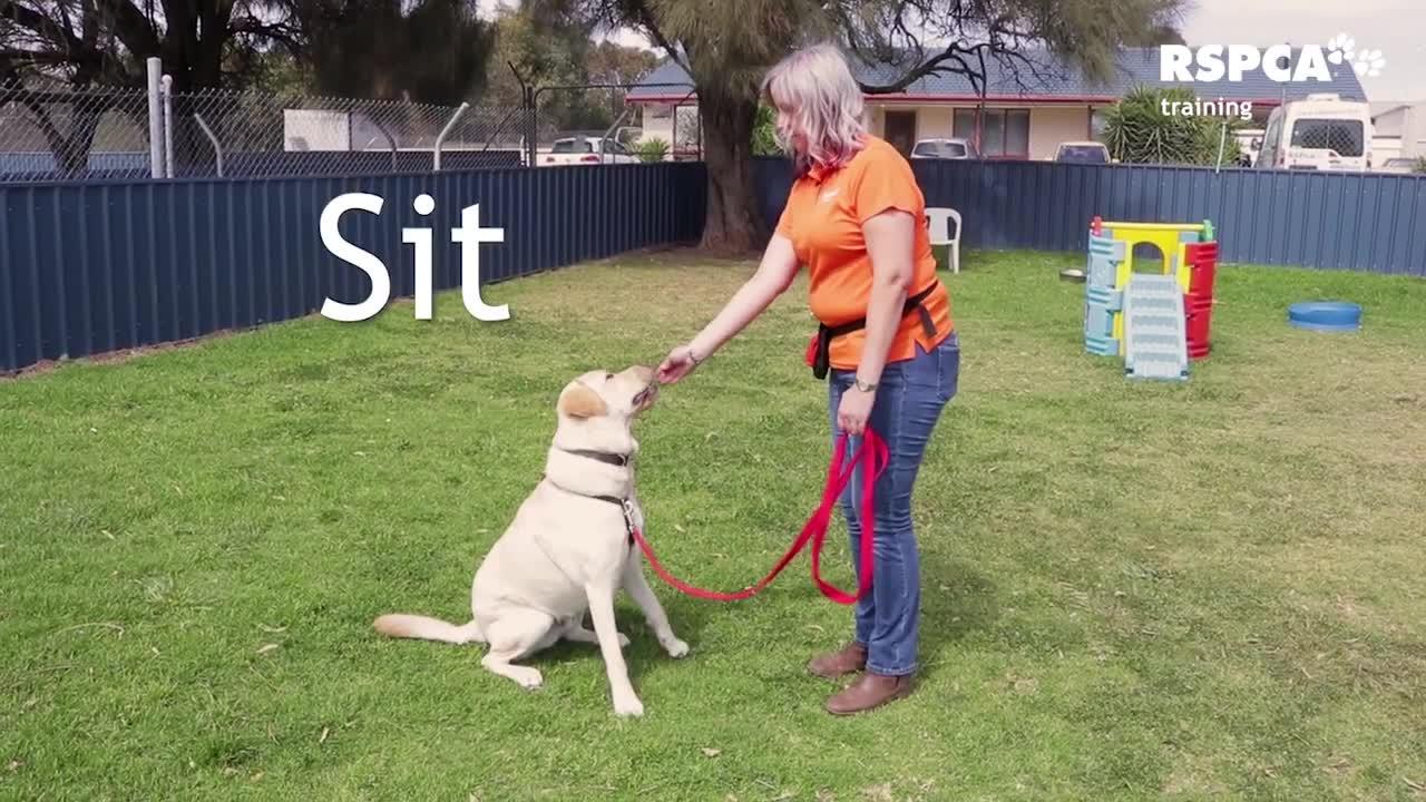 DOG Training -Part 1- How to teach your Dog sit and drop.