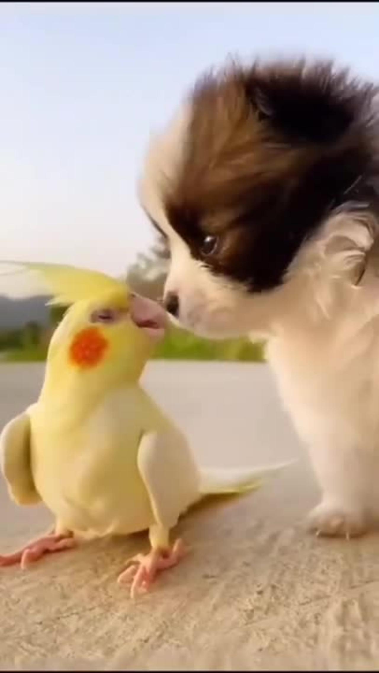Cute dog and parrot natural love video