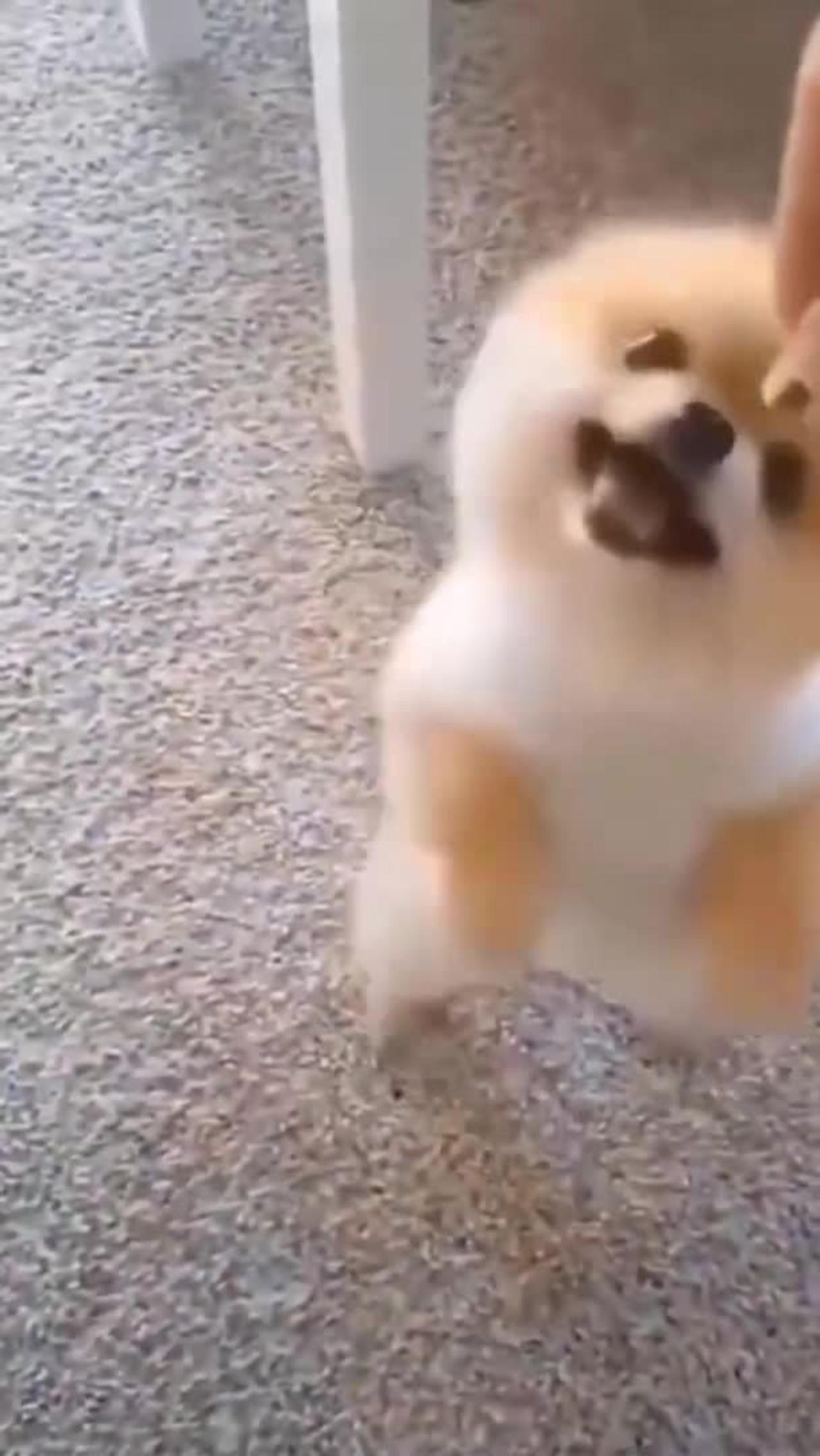 ☺️☺️Cute and Funny 🐶Dog😍😍video 2021 #short