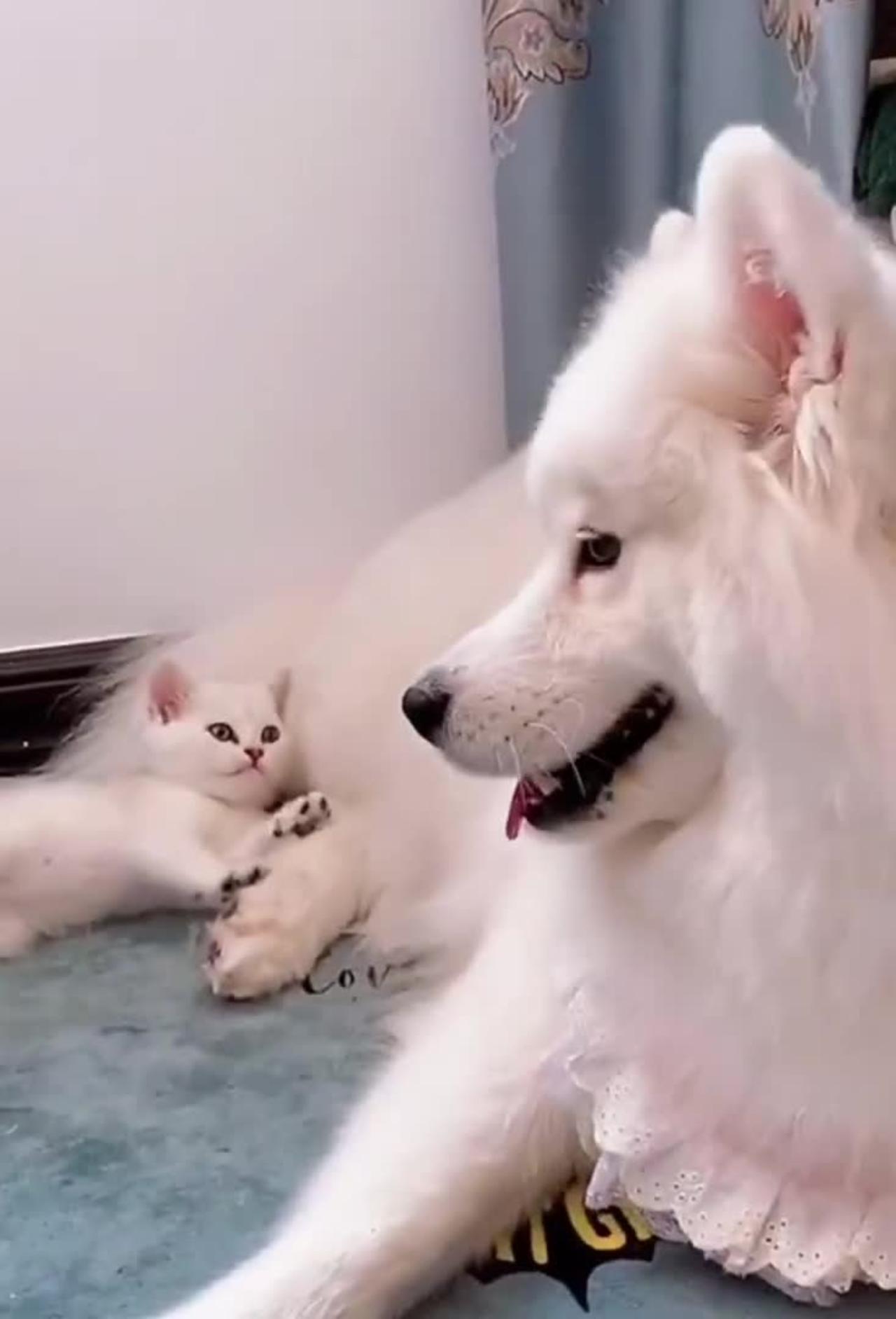 Dog play with his puppy funny moments