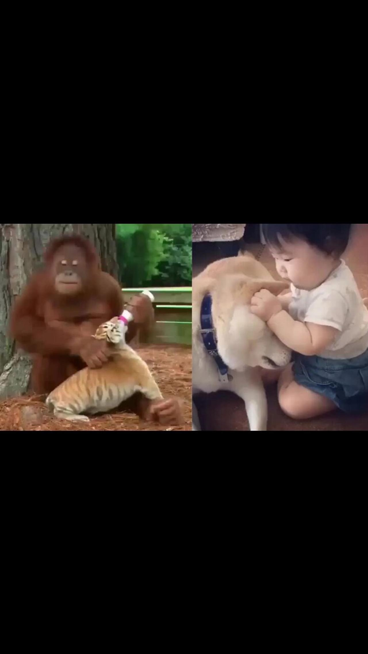 Funniest Animals Monkey Love video l😸😹❤️ Funniest Cats, Dogs And Other Animals moments #short