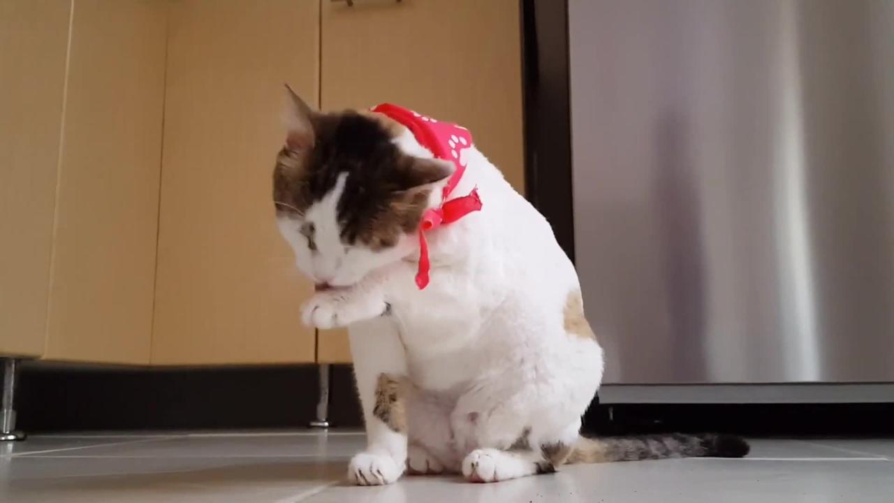 White cat funny cute video