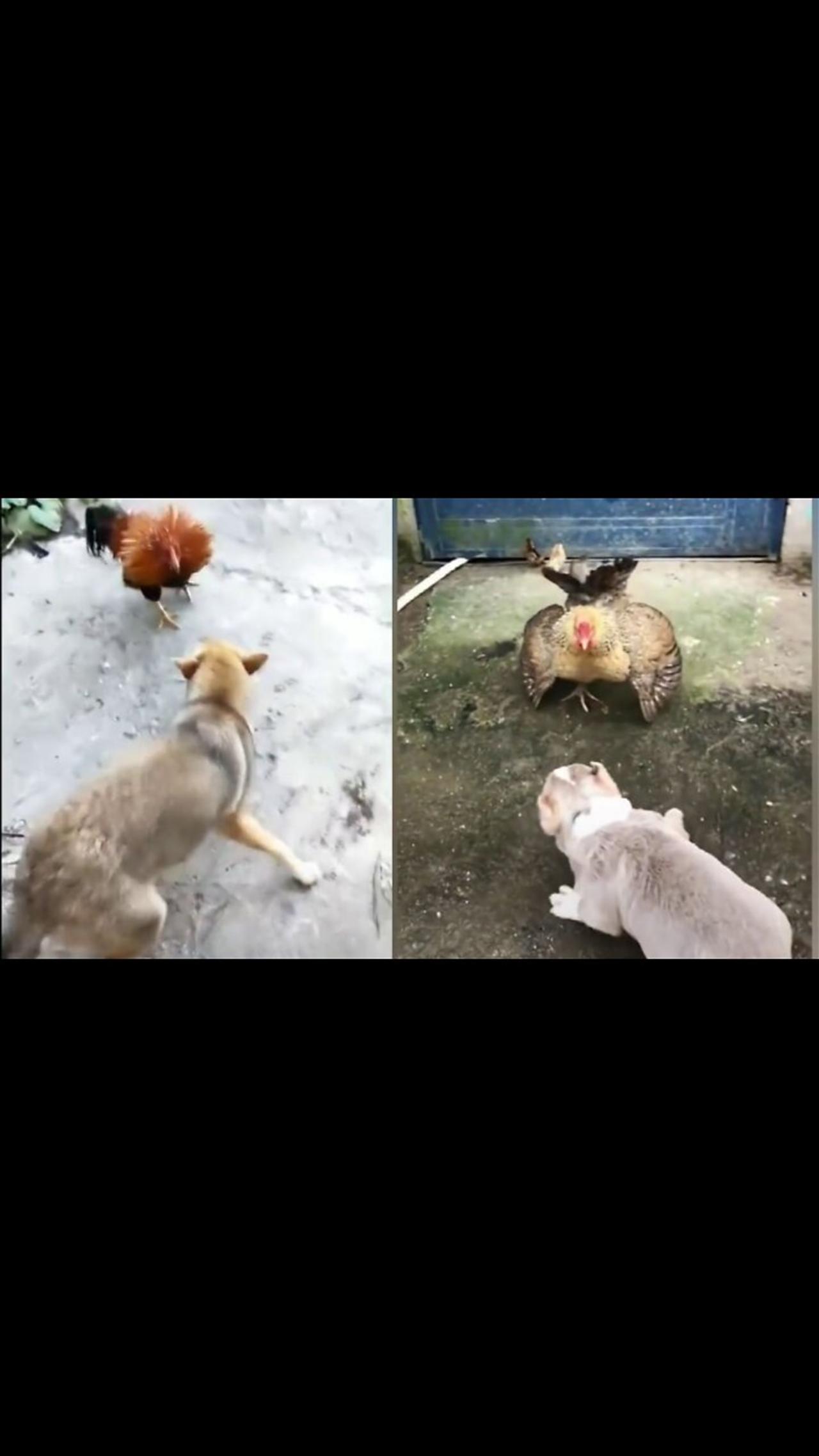 Chicken VS Dog Fight  -  Funny Dog Fight Videos