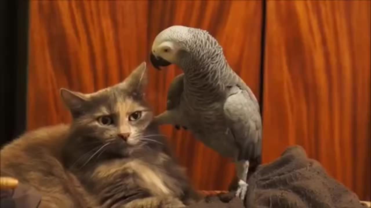 THE ANNOYING PARROT