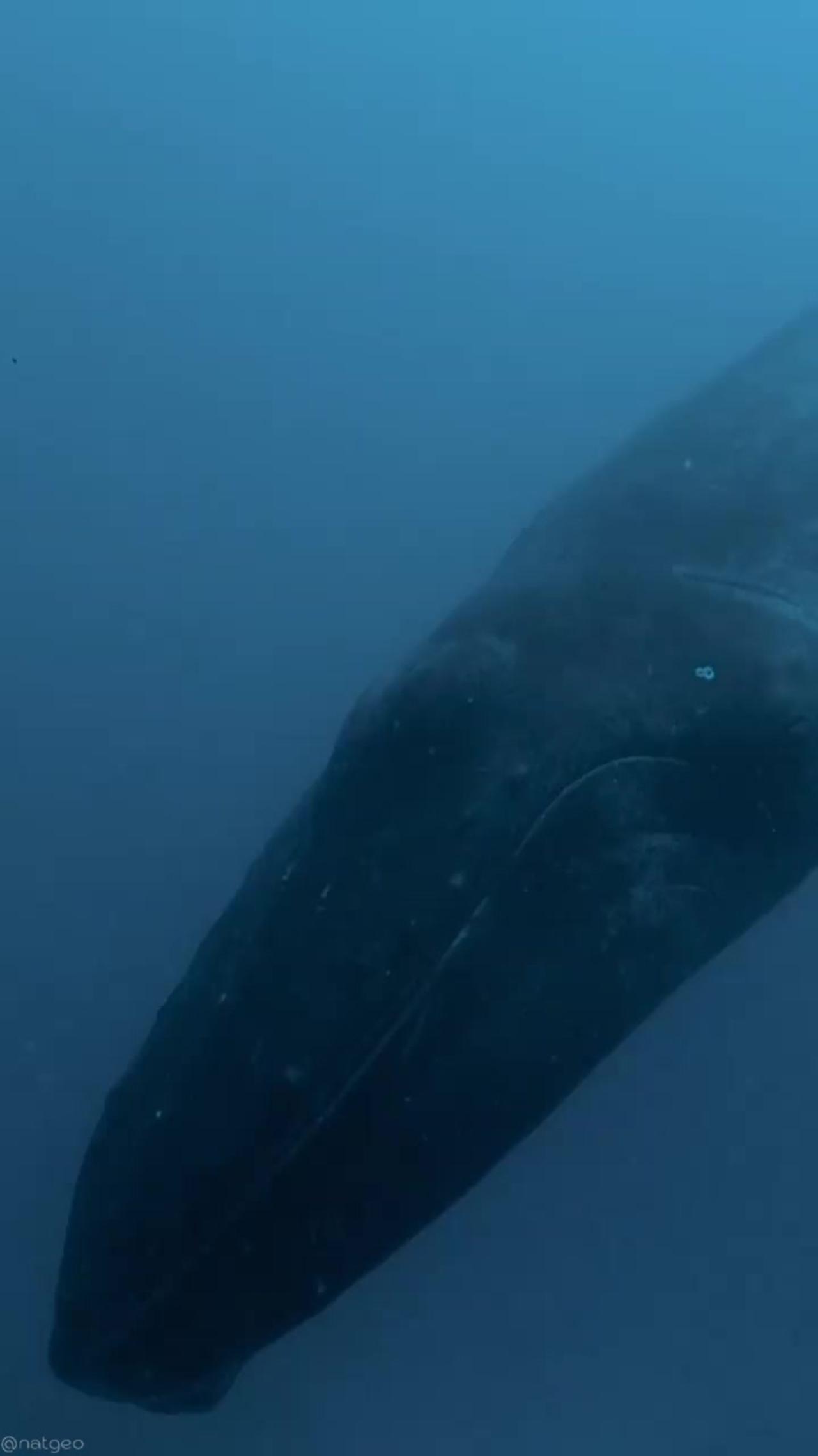 this 45-foot-long, 70,000-pound (14 m, 30,000 kg) humpback whale as it belted out