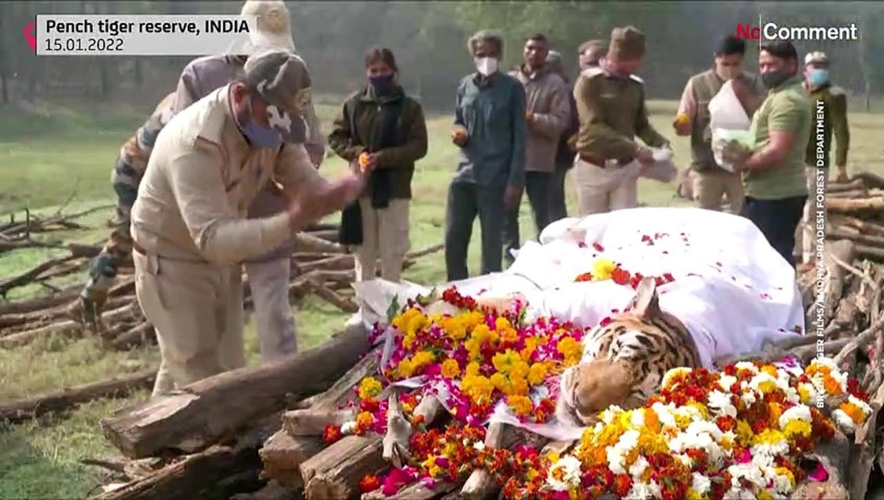 Funeral held for India's tiger 'supermum' Collarwali