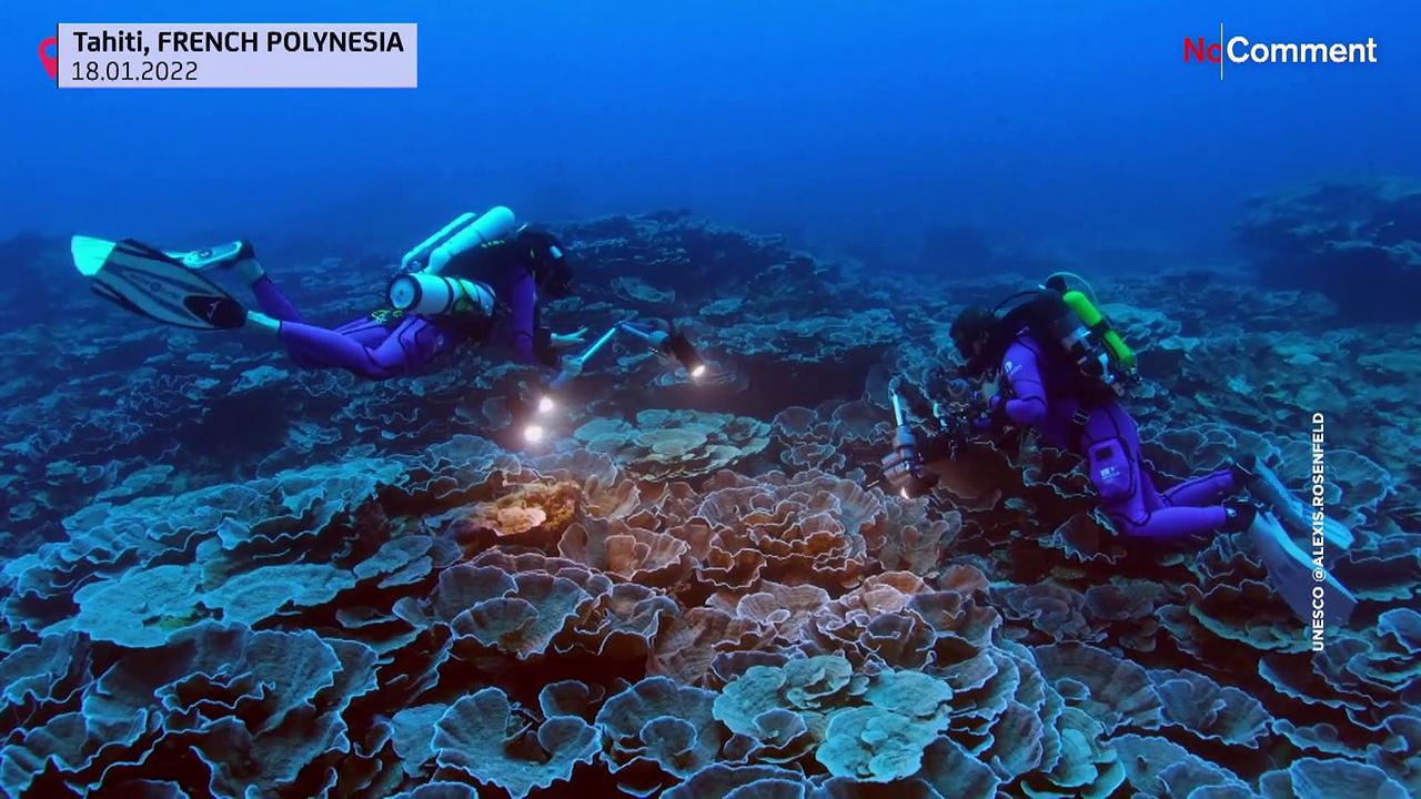 Pristine rare coral reef discovered in South Pacific