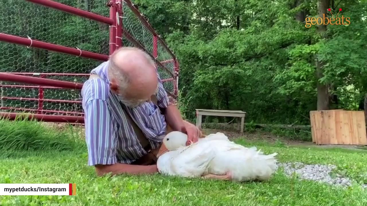This 82-year-old man is a duck magnet