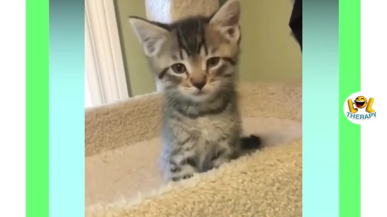 Kittens Cats Funny videos