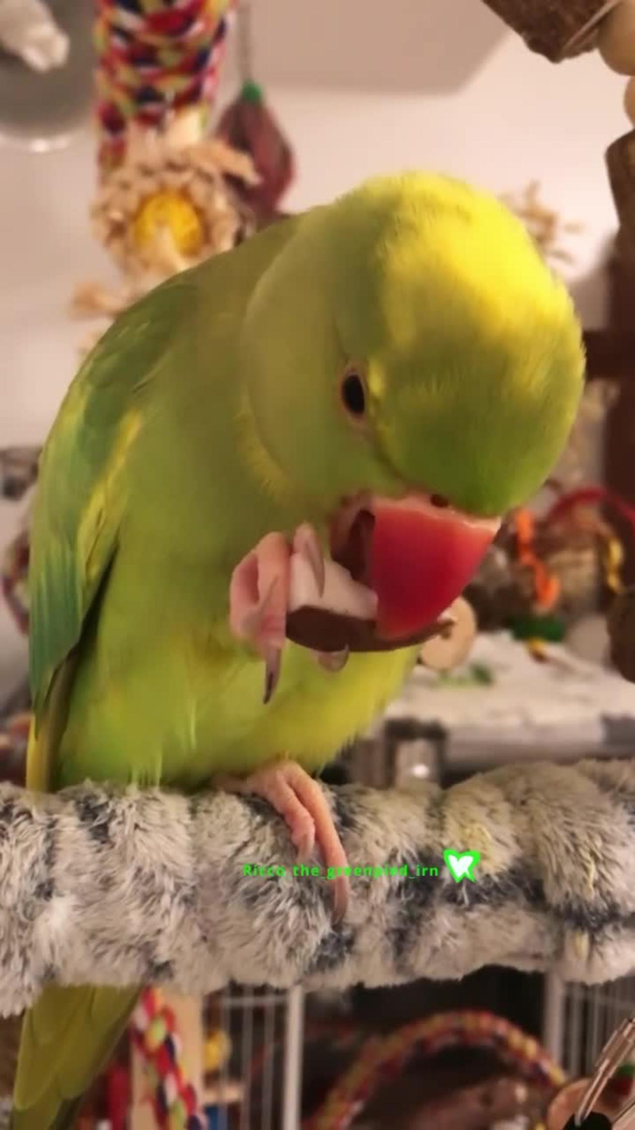 my parrot test coconut