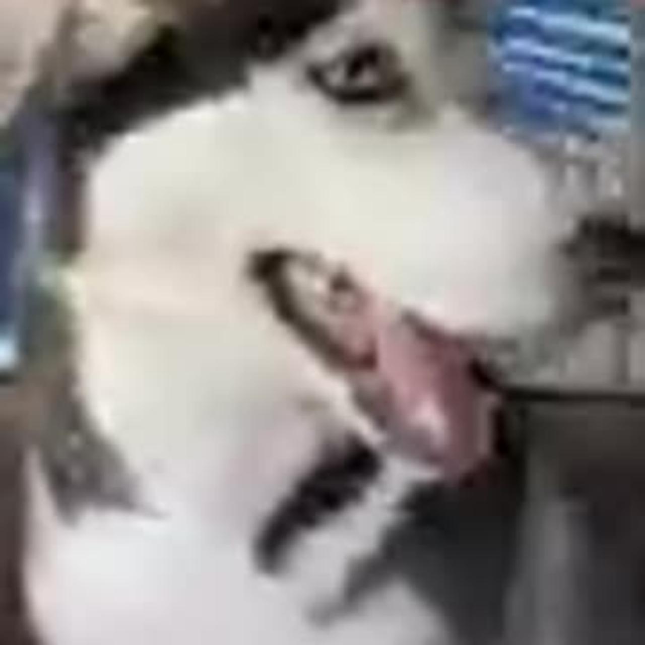 Funny Husky Goes Through A CAR WASH