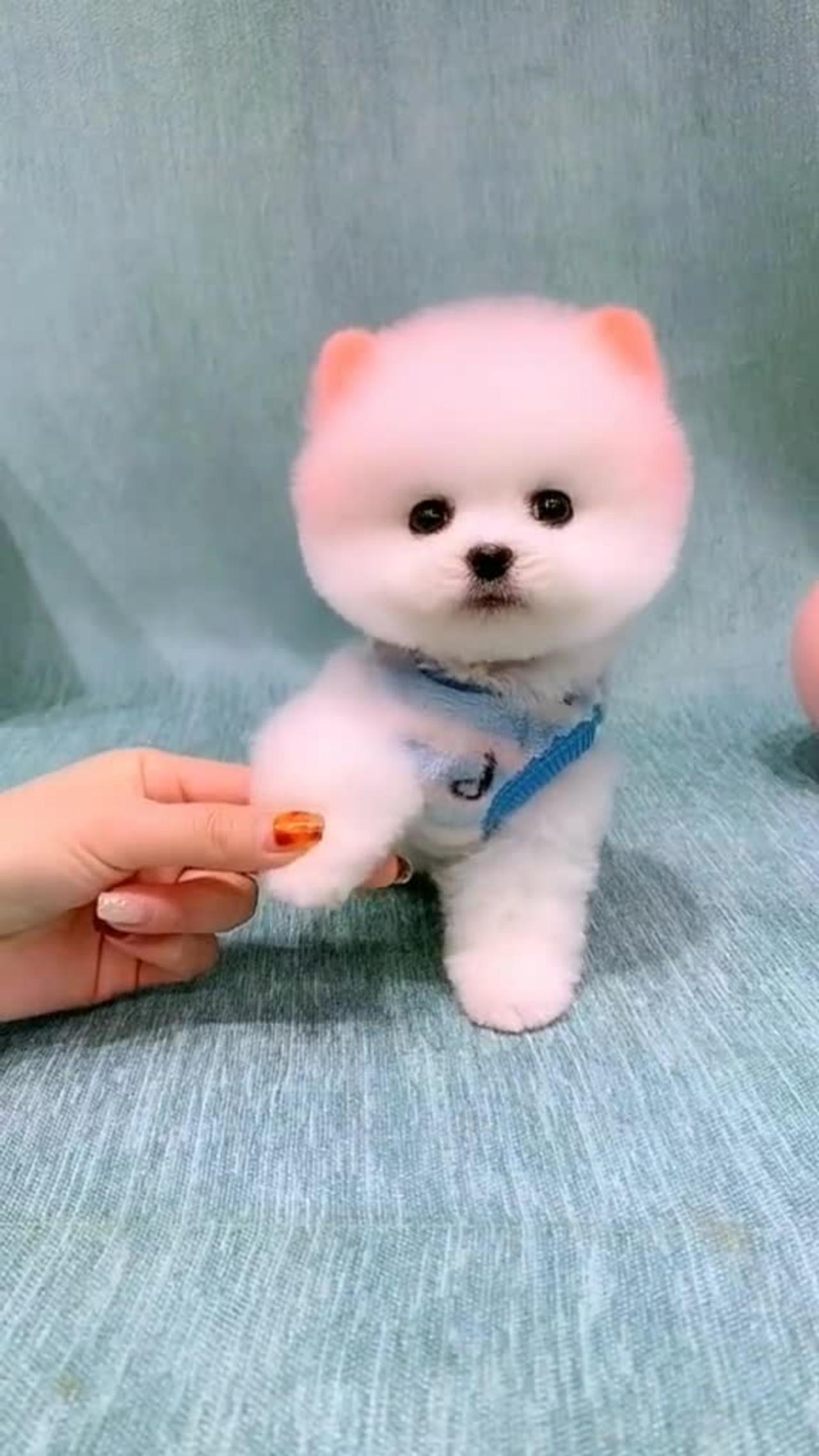 Cute little dog will melt your heart🥺