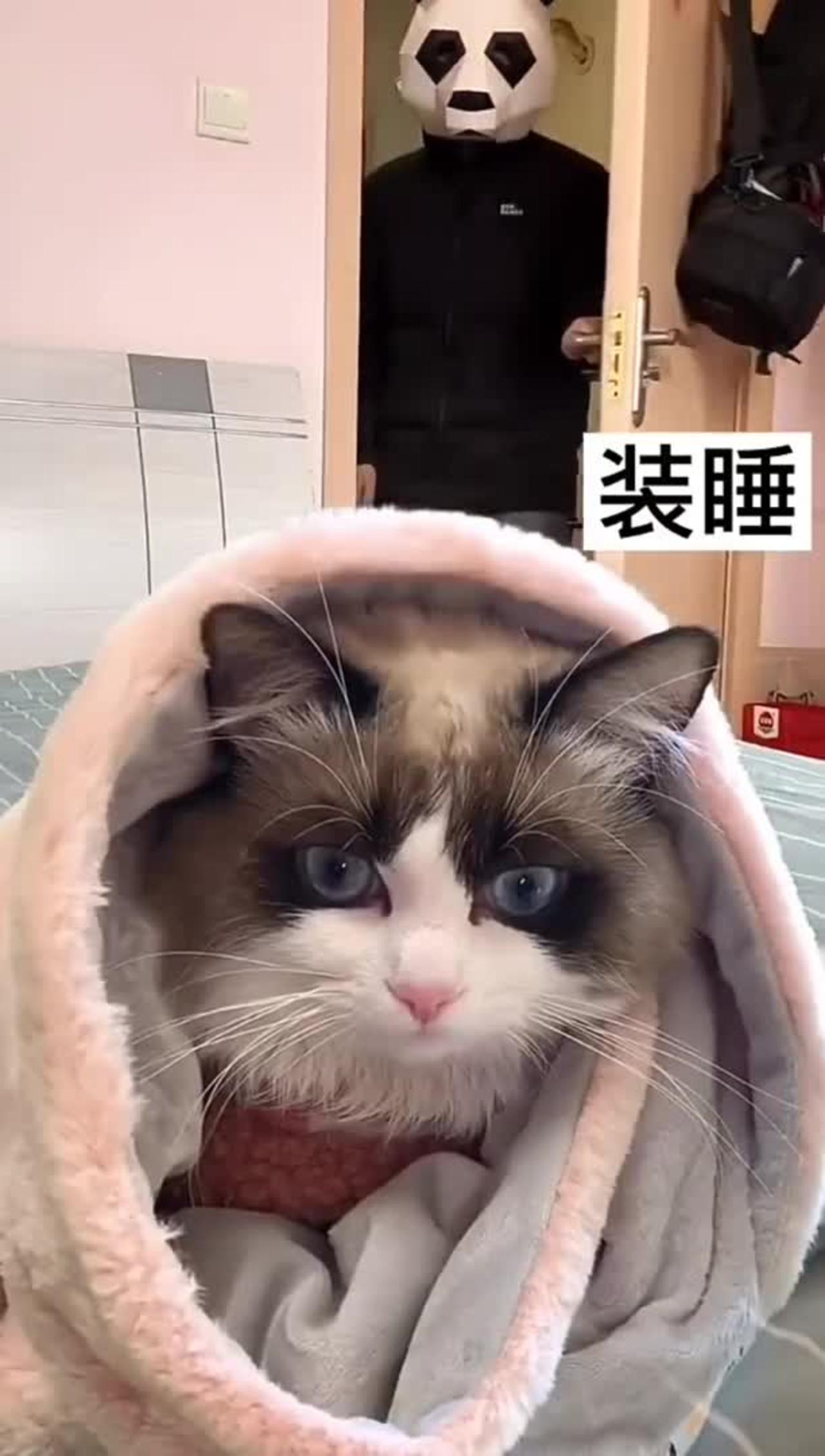 Cute and funny cat video completion