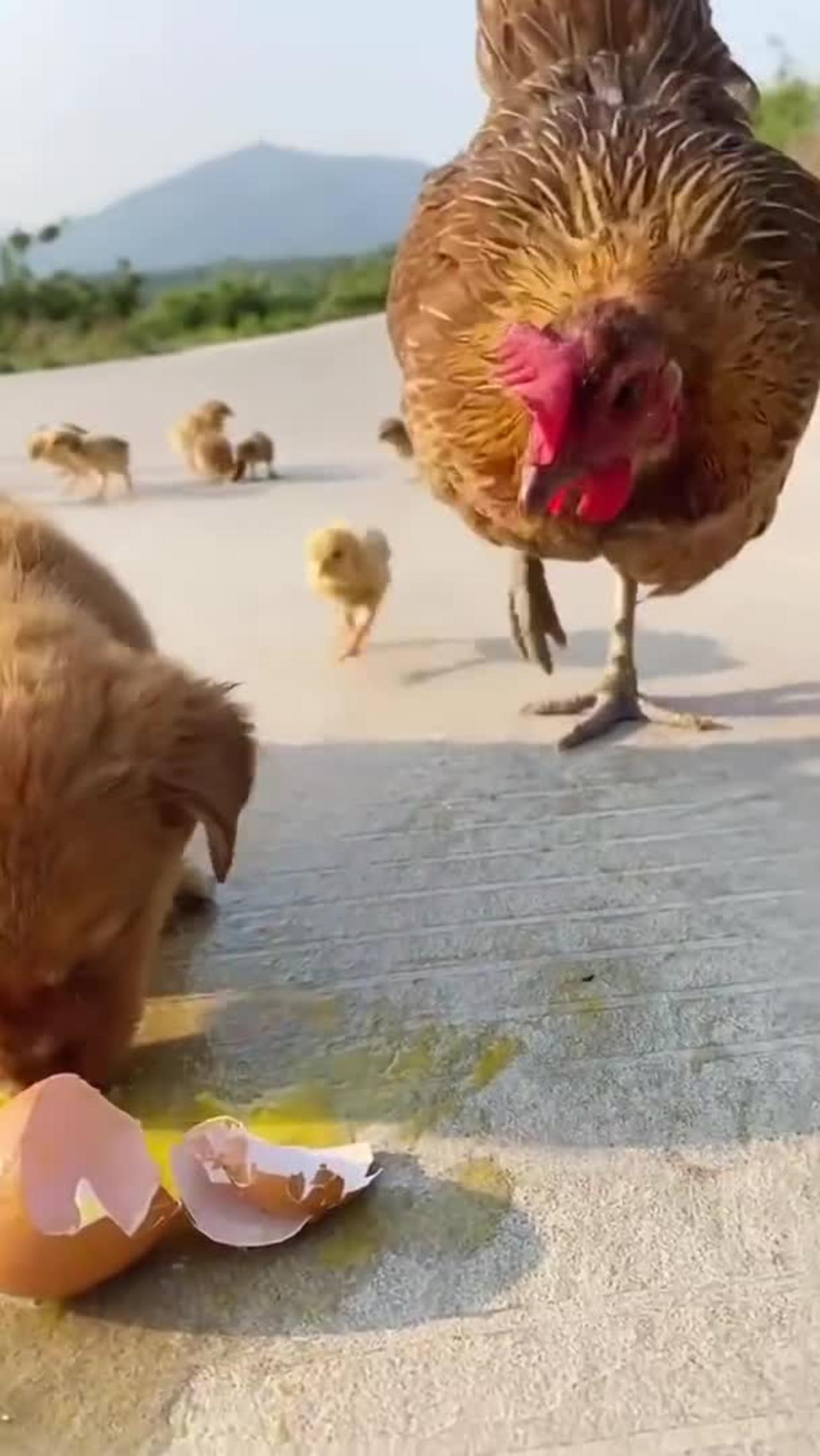 Chicken 🐔 attacking puppy for eating its egg