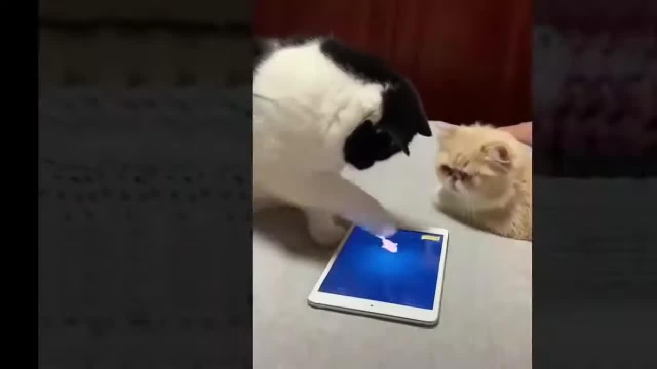 The best funny videos of dogs and cats