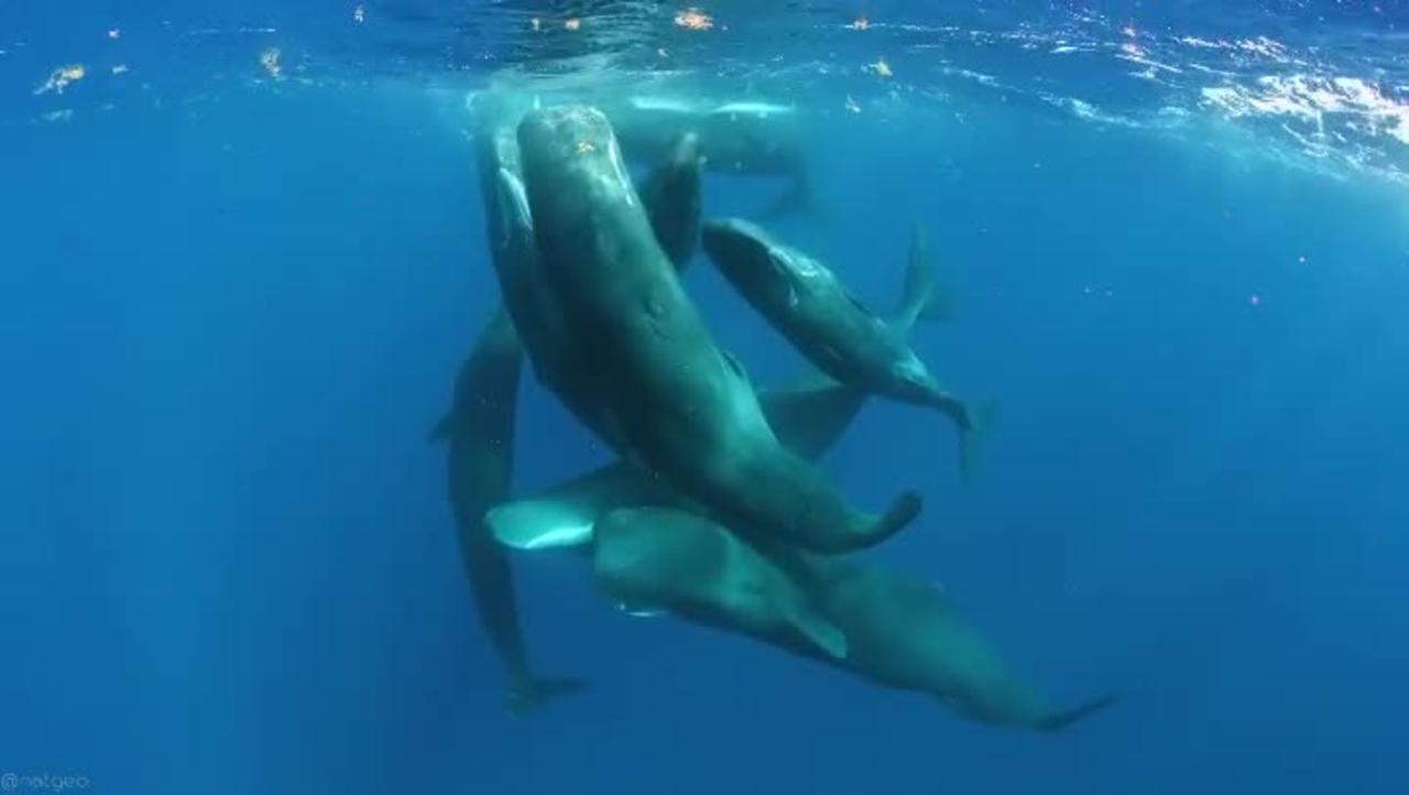 This is perhaps the most beautiful thing I have ever seen underwater, filmed on