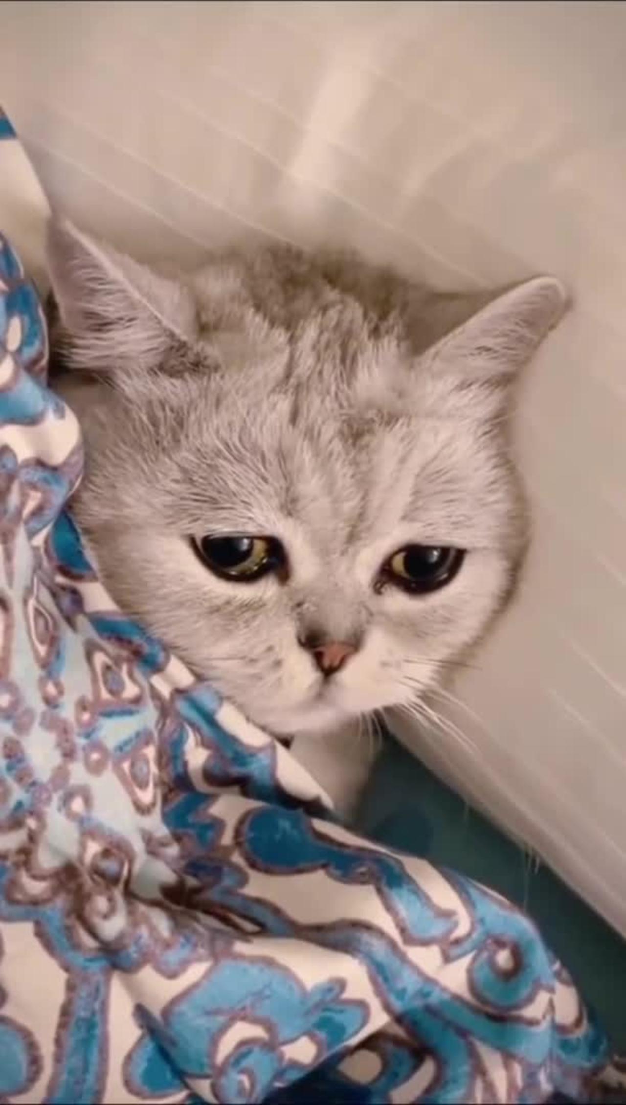 Cute little cat feeling depressed 😭😭😭🐱🐱