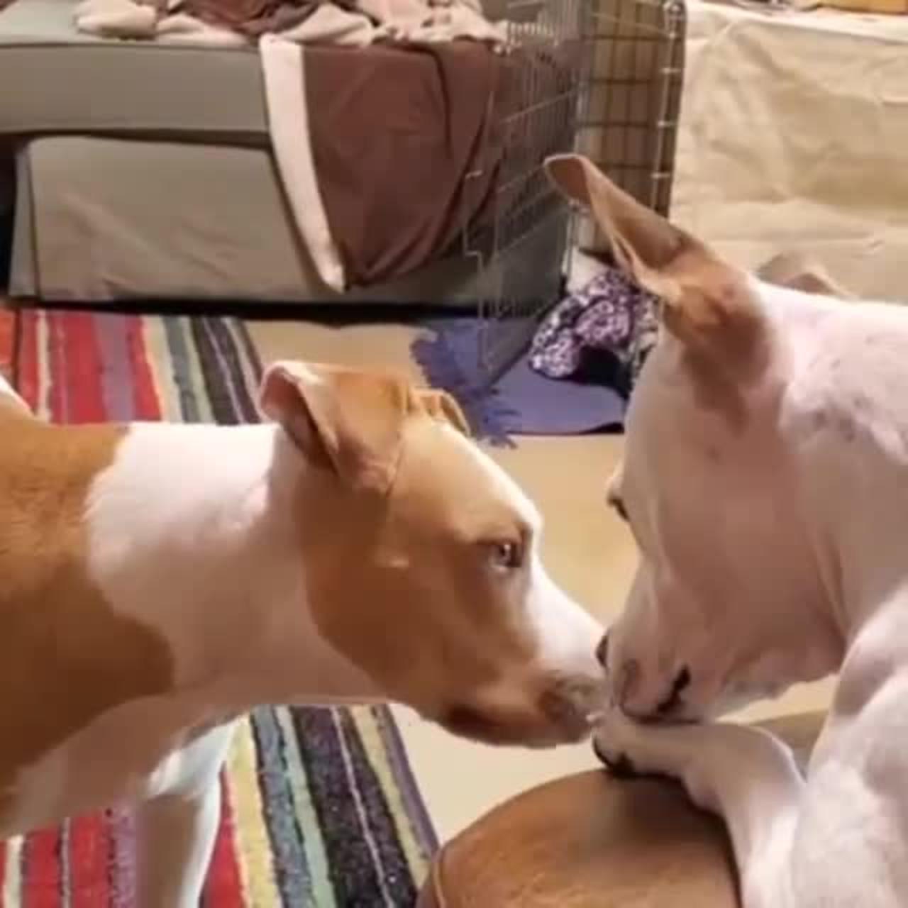 Dogs playing friendly dog