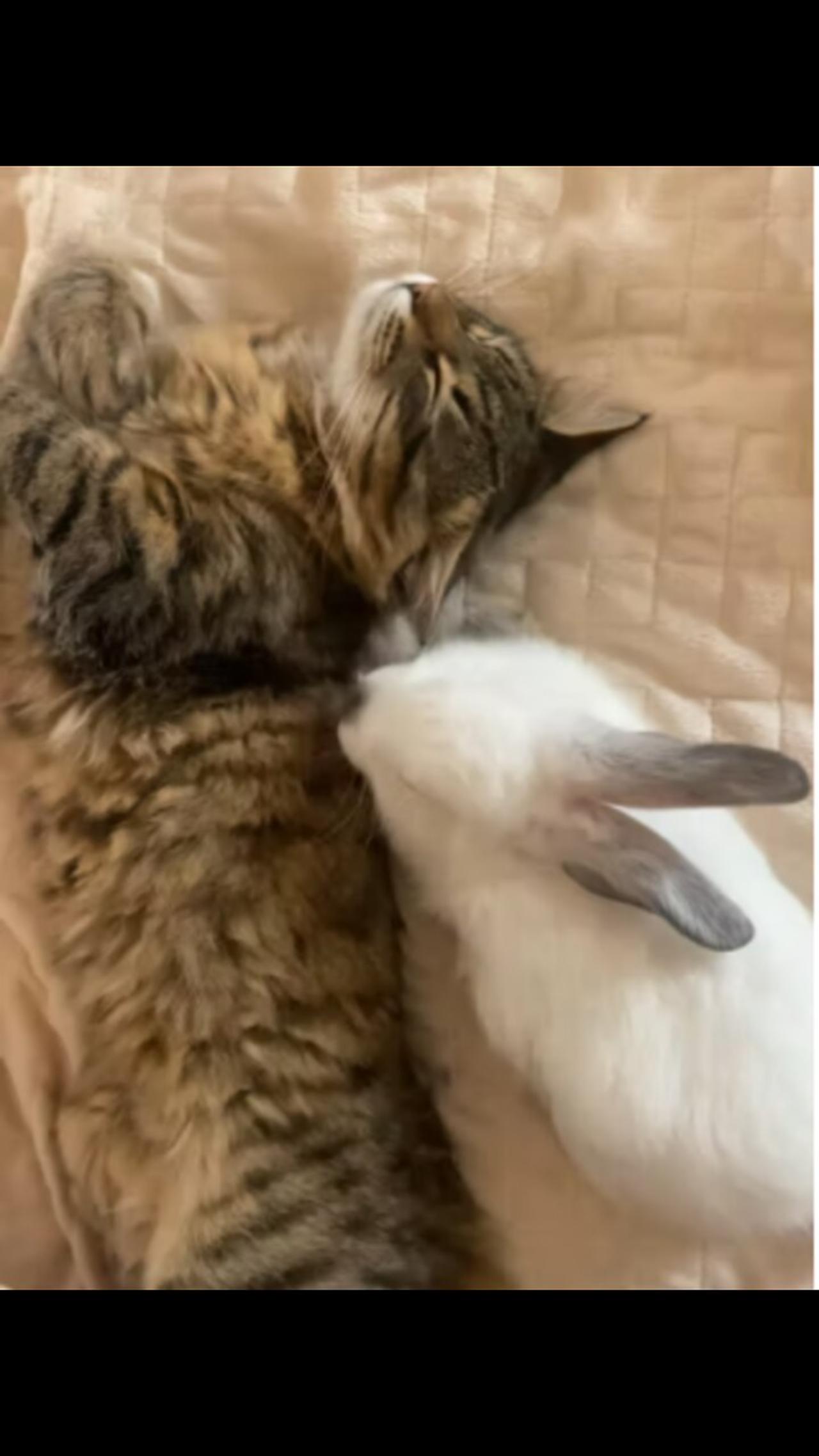 Cat and Rabbit slleping together unde the Blanket