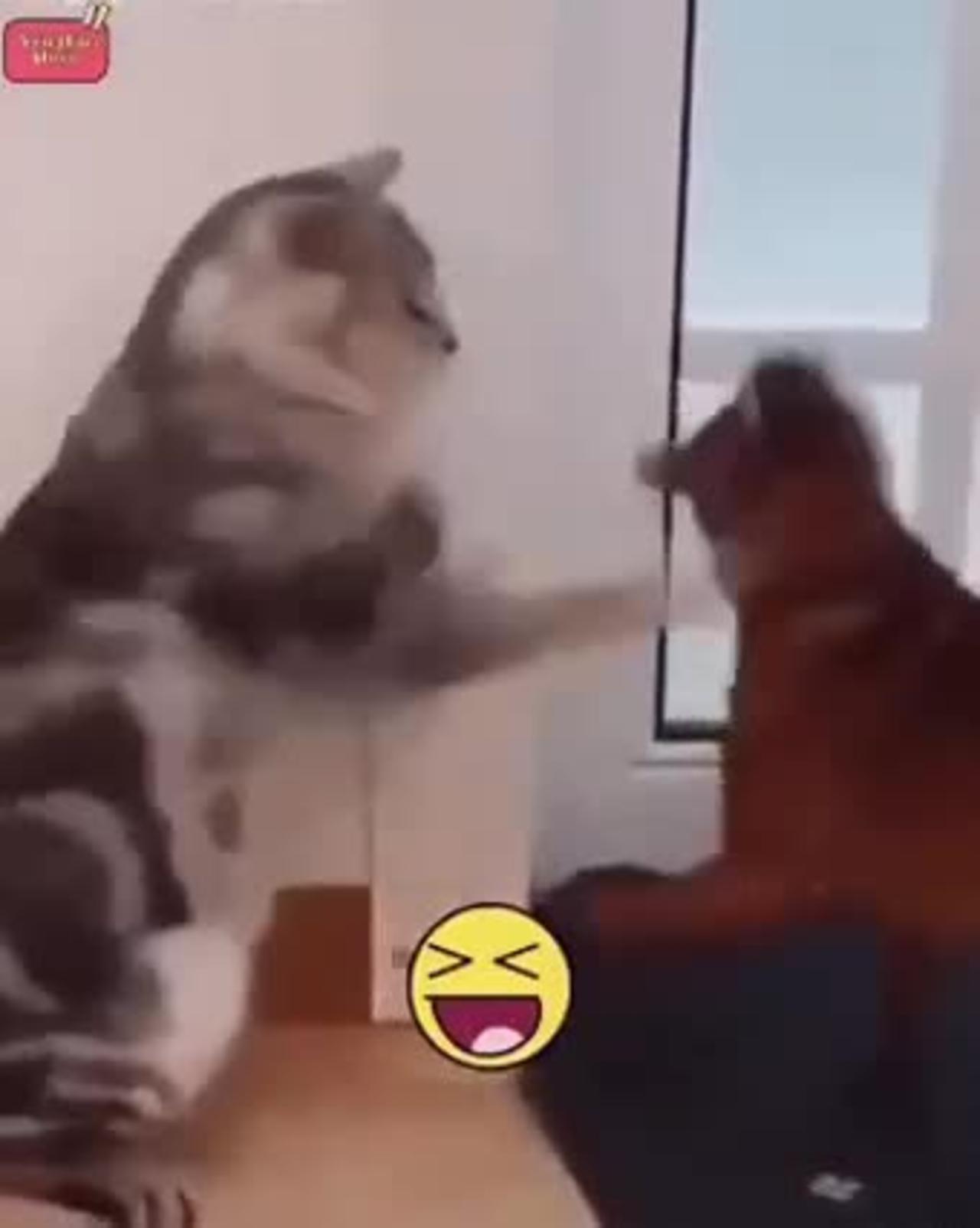 Boxer cat vs dog
