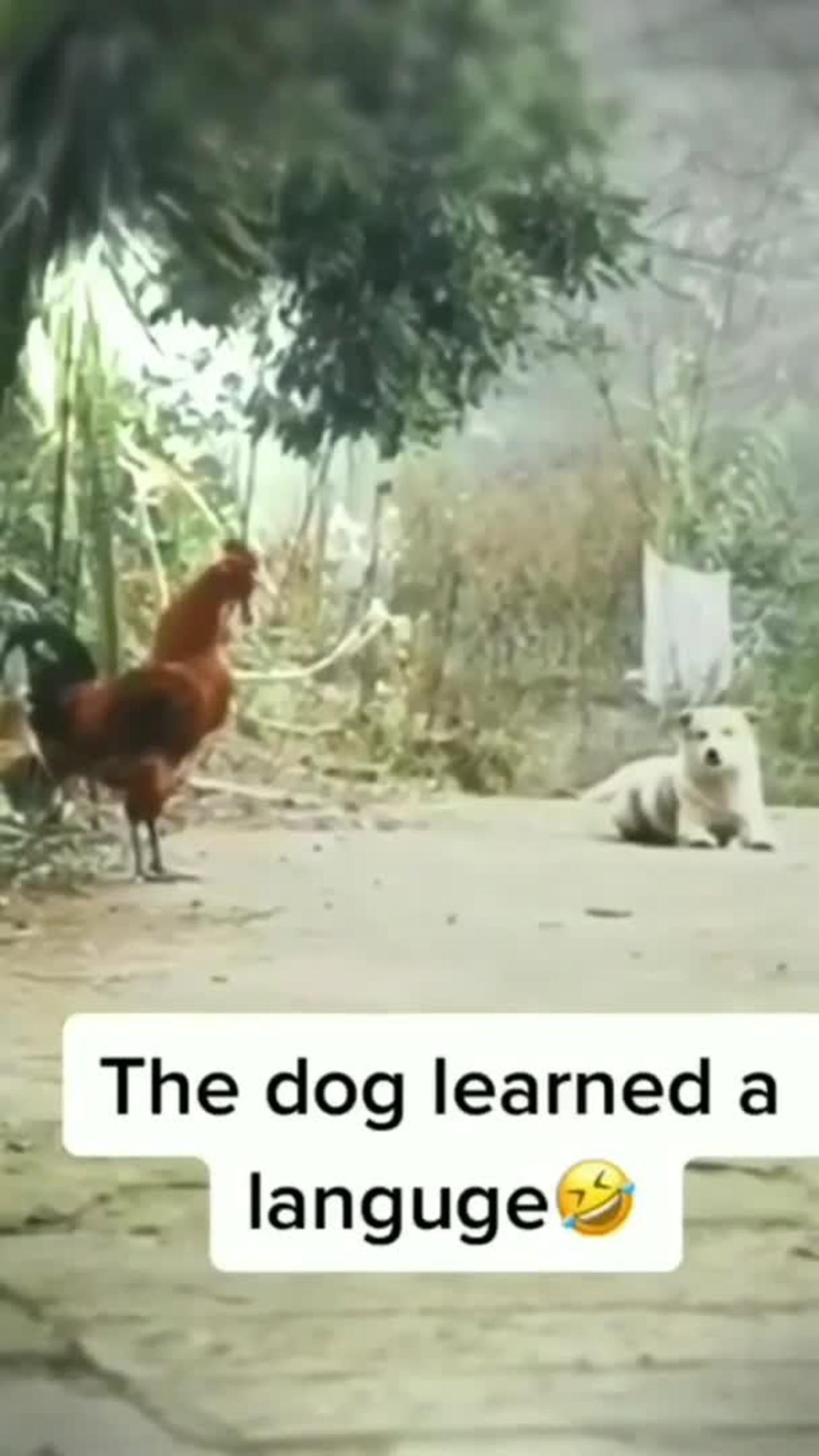 Dog and hen