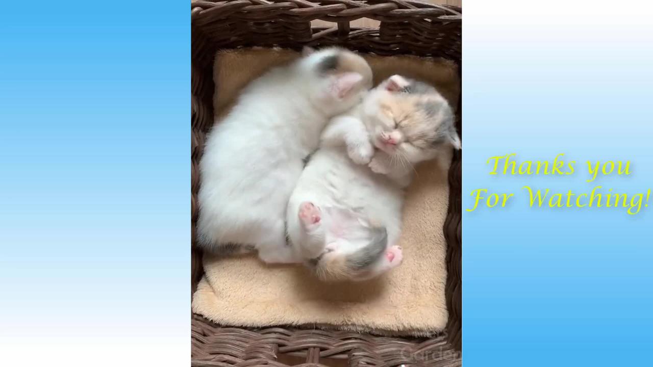 Cute Cats And Funny Dogs Videos Compilation something to make you smile